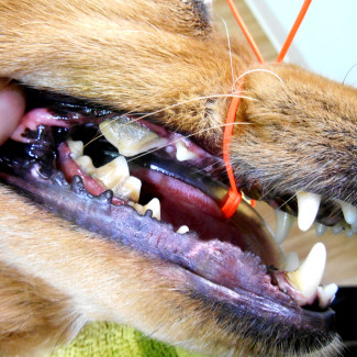 casey-dental-before casey-dental-before