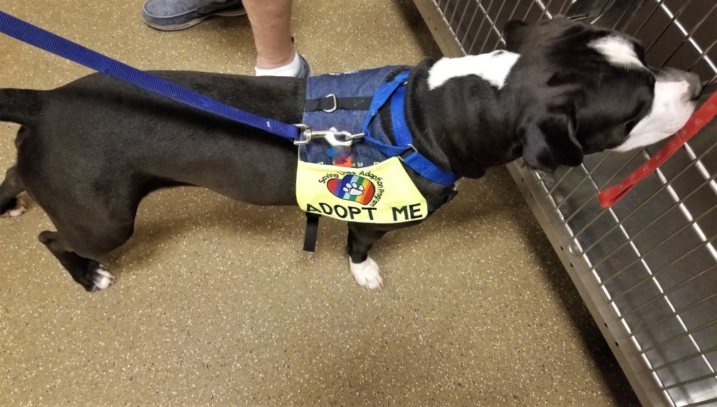 National Adopt a Shelter Pet Day