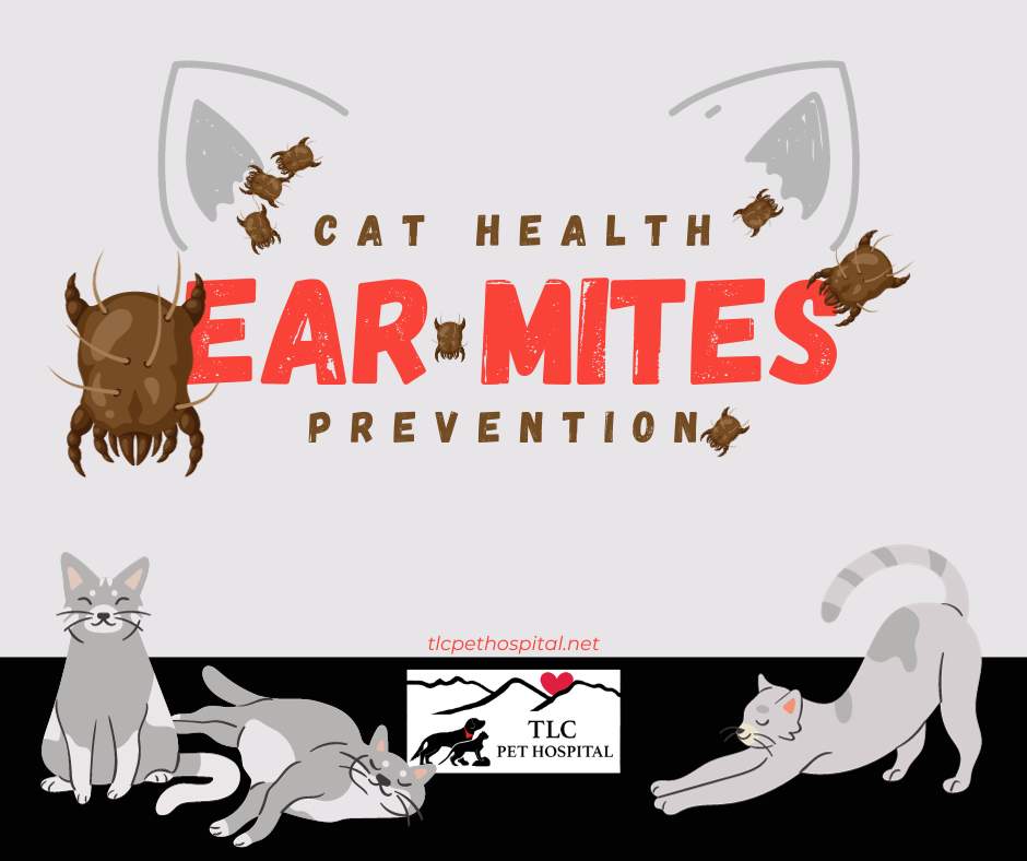 Cat Health Ear Mite Prevention
